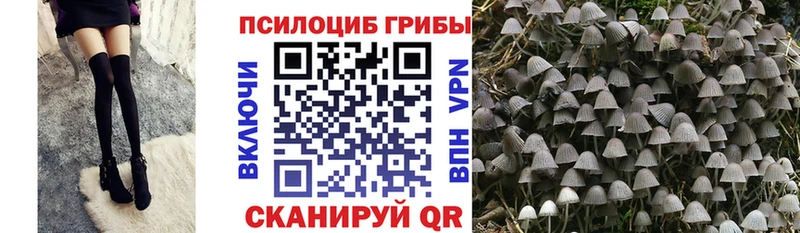 Галлюциногенные грибы Psilocybine cubensis  сколько стоит  Баксан 